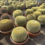 Echinokaktus grusonov (Echinocactus grusonii) - výška 30 cm, Ø 40-50 cm, kont. C35L - STARÝ A VZÁCNY EXEMPLÁR